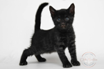 Bengal kittens for sale near me black melanistic bengal for sale